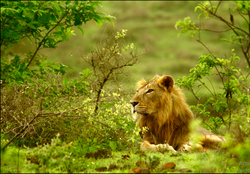 Gir National Park