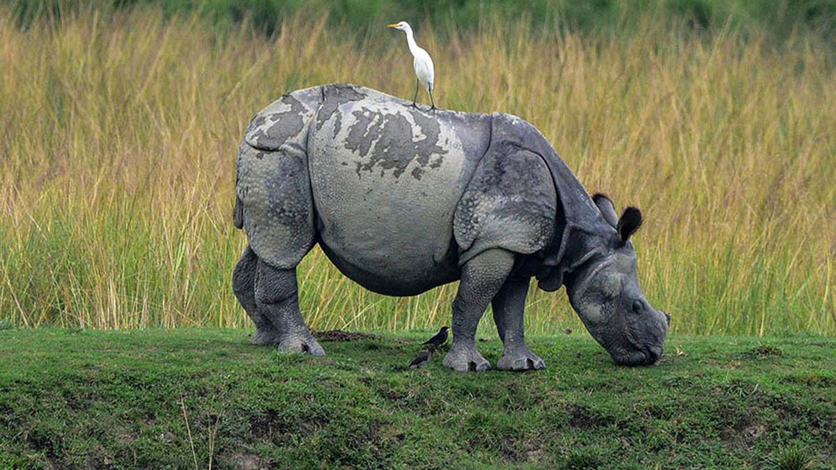 Kaziranga National Park