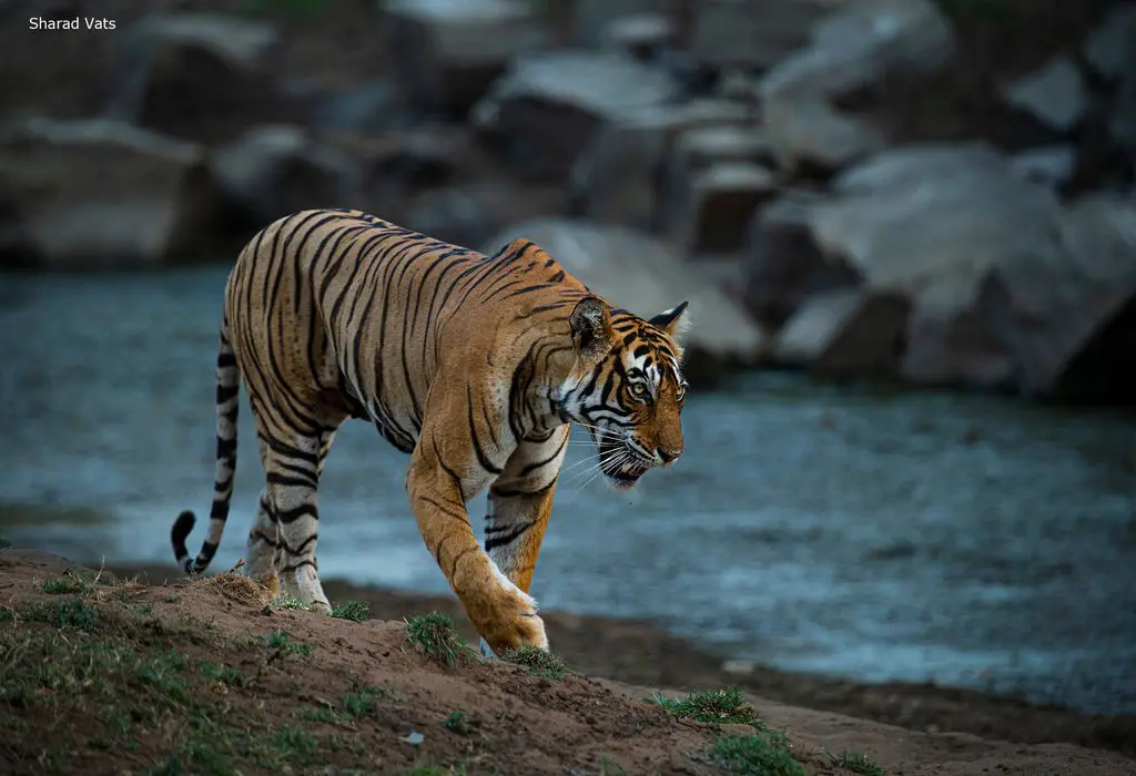 Ranthambore National Park