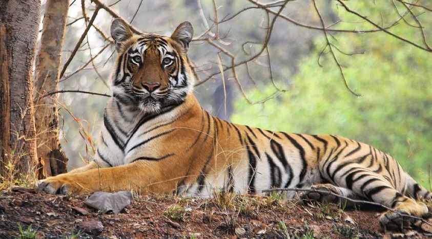Tadoba-Andhari Tiger Reserve